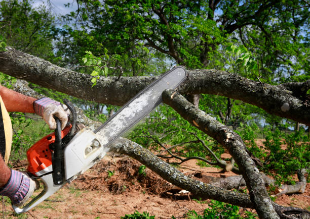 Best Arborist Services Near Me  in Homosassa Springs, FL